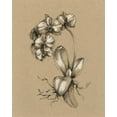 thumbnail image 2 of Harper, Ethan 20x24 Gold Ornate Wood Framed with Double Matting Museum Art Print Titled - Botanical Sketch Black and White V, 2 of 4