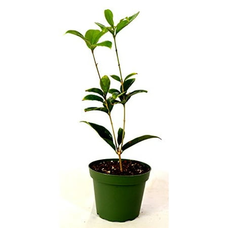 Sweet Olive Tea Tree, Osmanthus, Live Plant (Best Low Light Plants)