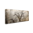 Trademark Fine Art 'Cottonwood Tree Part 07' Canvas Art by ...