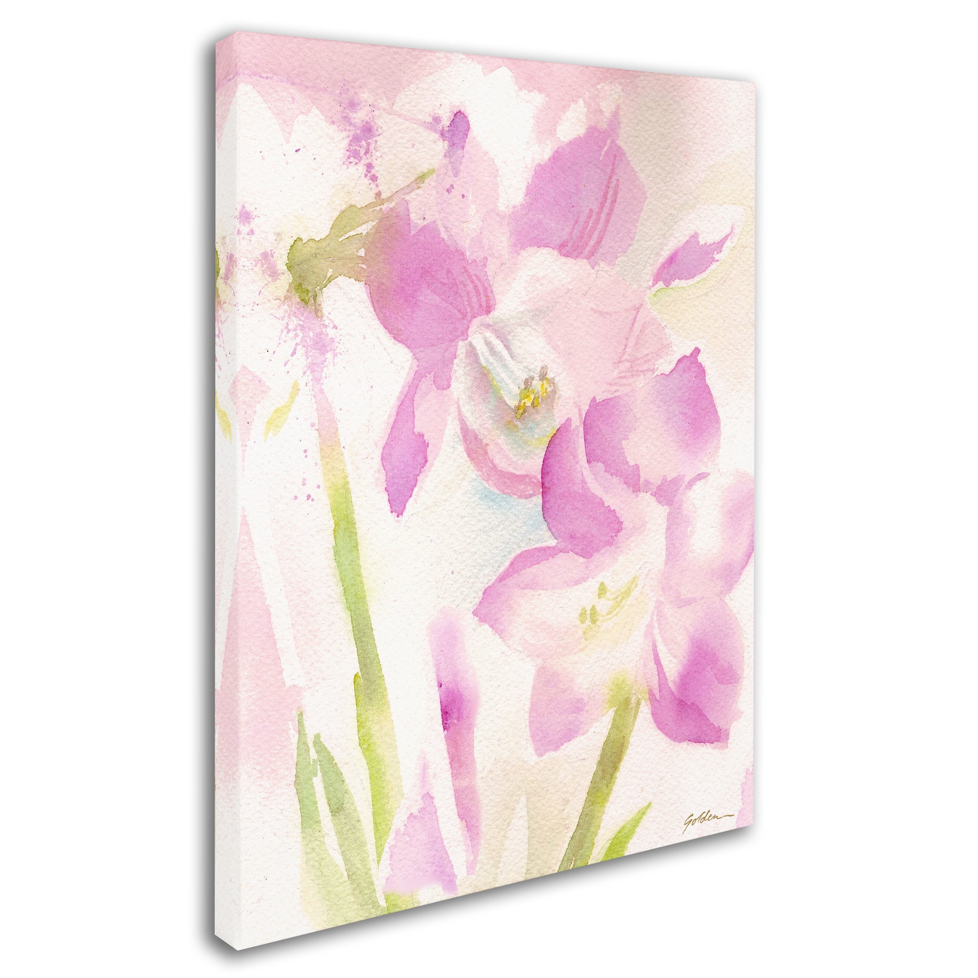 Trademark Fine Art "Amaryllis Blossoming" Canvas Art by Sheila Golden