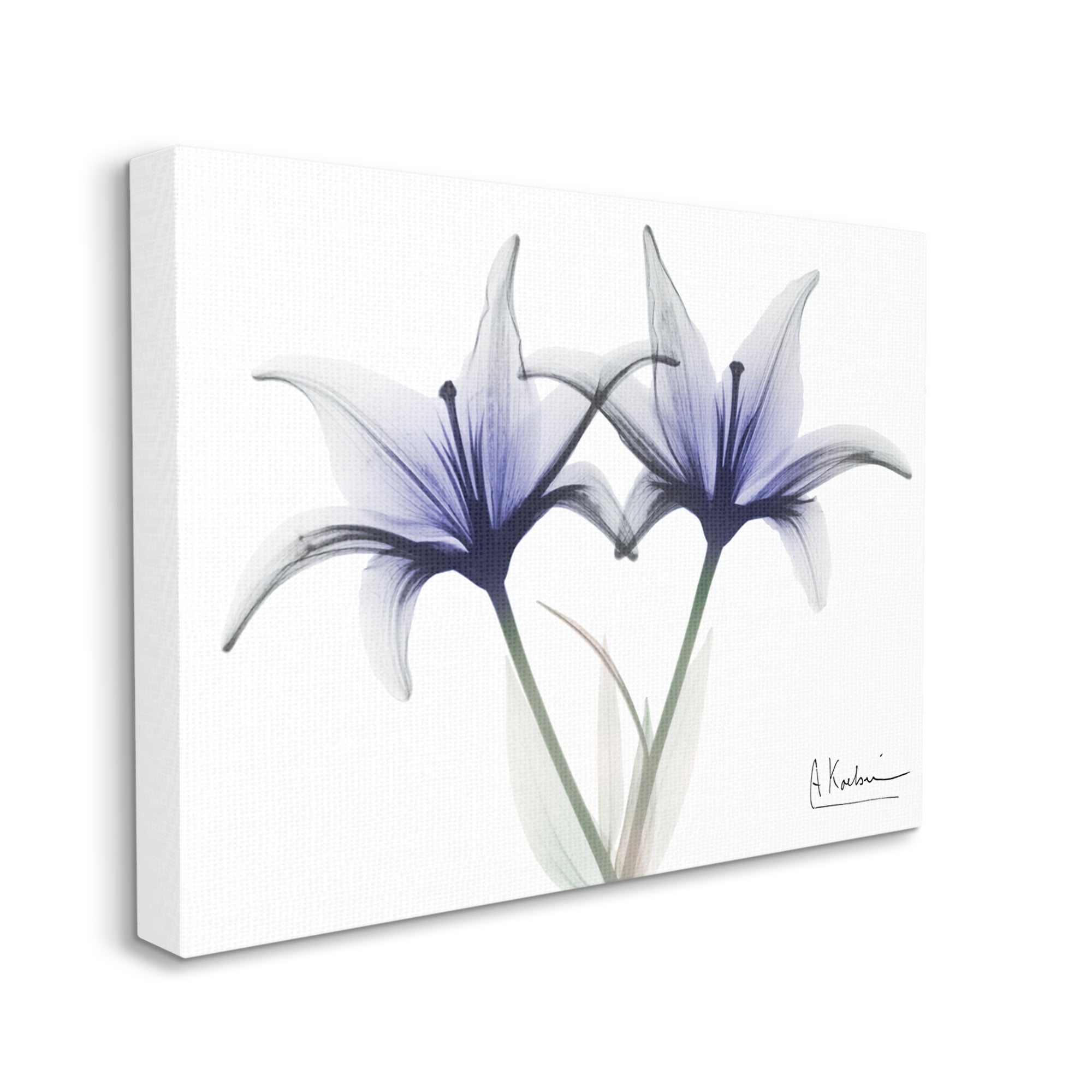 Stupell Industries X-Ray Lily Flowers Botanical & Floral Photography Gallery Wrapped Canvas Print Wall Art, 40 x 30