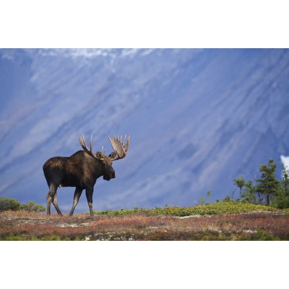 Moose Bull Walking On Autumn Tundra During Rut Powerline Pass Chugach ...