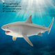 thumbnail image 3 of Modelo de simulación de tiburones modelo educativo de historia natural juguete de vida marina de plástico para niños educativos ANGGREK Otros, 3 of 8