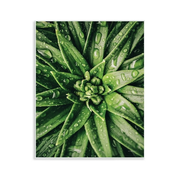 Stupell Industries Succulent in Rain Botanical & Floral Photography Unframed Art Print Wall Art, 11 x 14