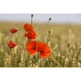 thumbnail image 1 of Posterazzi DPI1852590 Coquelicots Rouges dans un Champ de Grain Affiche Imprimée, 19 x 12, 1 of 1