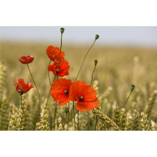 Posterazzi DPI1852590 Coquelicots Rouges dans un Champ de Grain Affiche Imprimée, 19 x 12