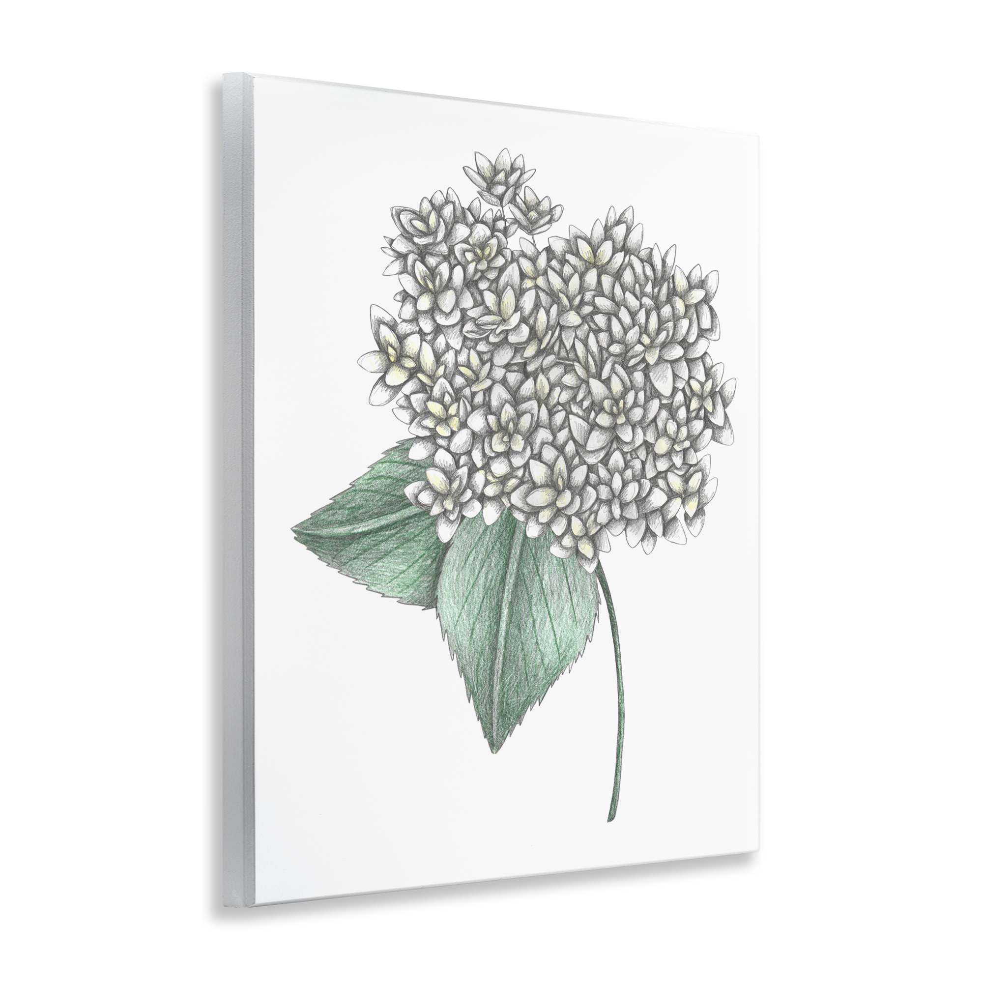 White Hydrangea Sketch Blossom Wall Plaque Art, design by Cecilia Battaini