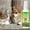 Multicolor, variant on Lamsisi Pet Deodorizing Spray 100Ml, Pet Odor Remover For Dogs Cats, Effective Pet Smell Neutralizer Spray For Home & Travel Use