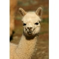 thumbnail image 2 of Baby Alpaca Wall Mural by Wallmonkeys Peel and Stick Graphic (36 in H x 24 in W) WM151930, 2 of 4