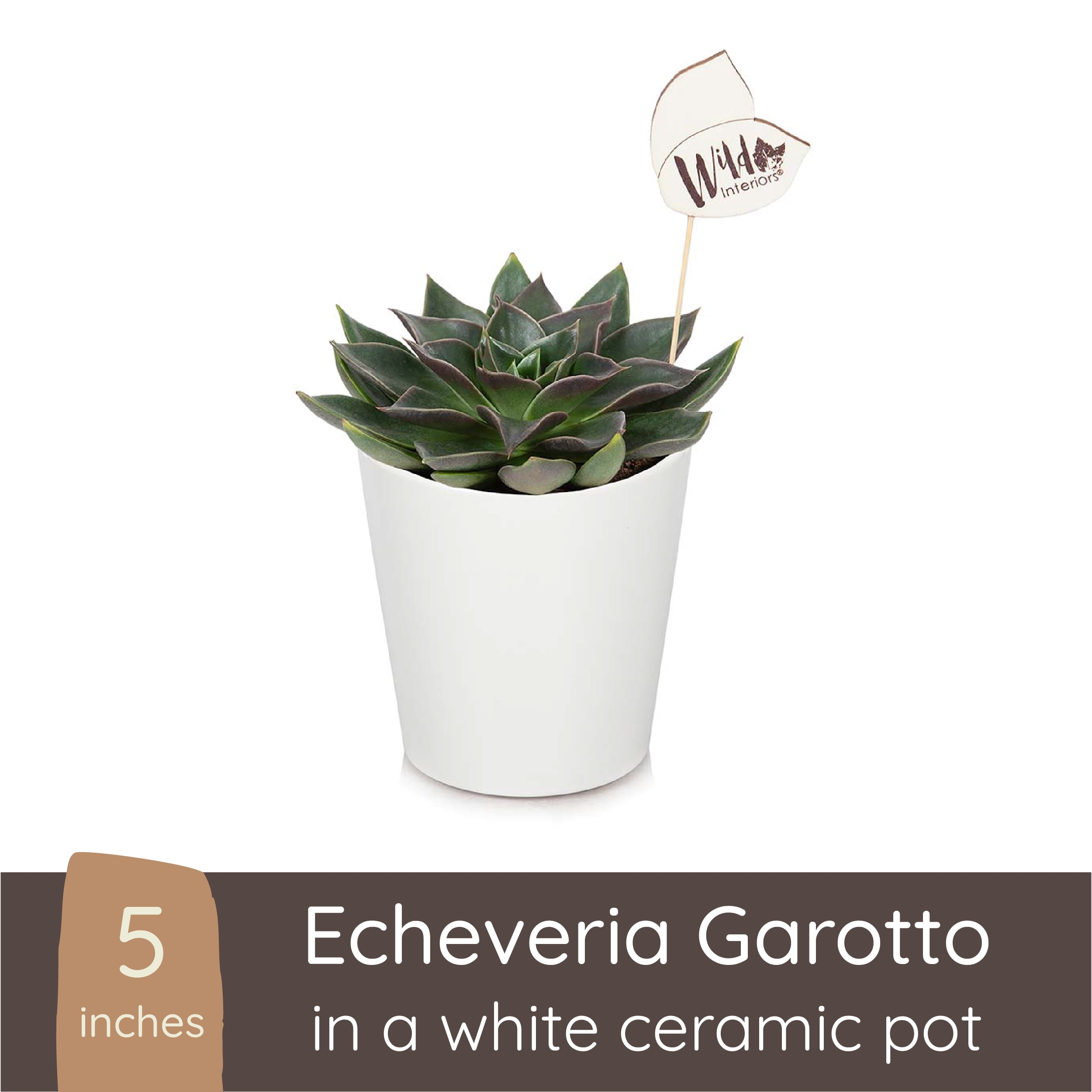 Wild Interiors Echeveria Garotto Succulent, 7-16', Green, 5' Pot