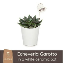 Wild Interiors Echeveria Garotto Succulent, 7-16", Green, 5" Pot
