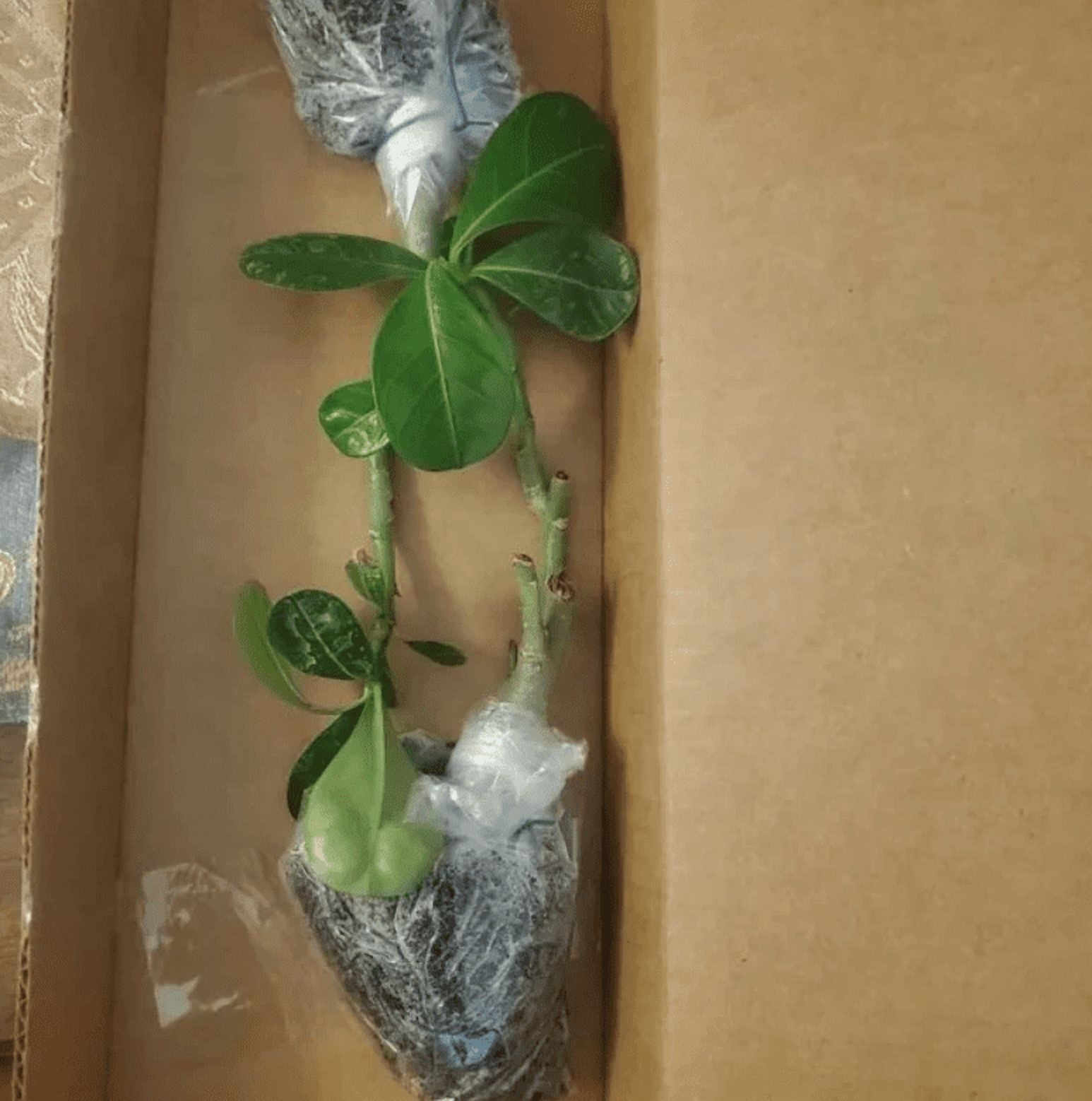 Set 2 White Desert Rose Live Plants 4-6 Inch Tall, Adenium Obesum Plants, White Flowering Succulent for Indoor Outdoor