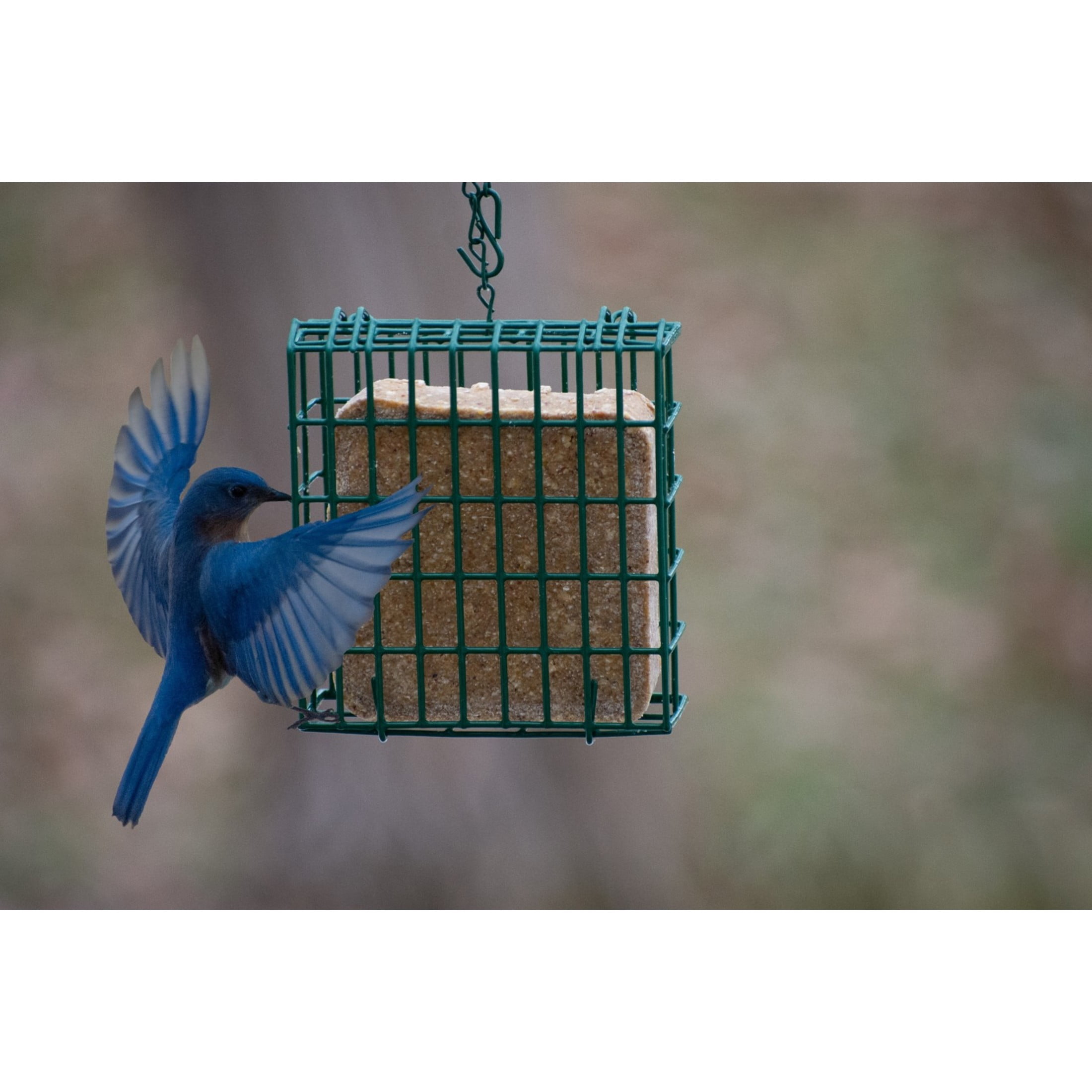 C&S Green Wild Bird EZ Fill Suet Cake Feeder