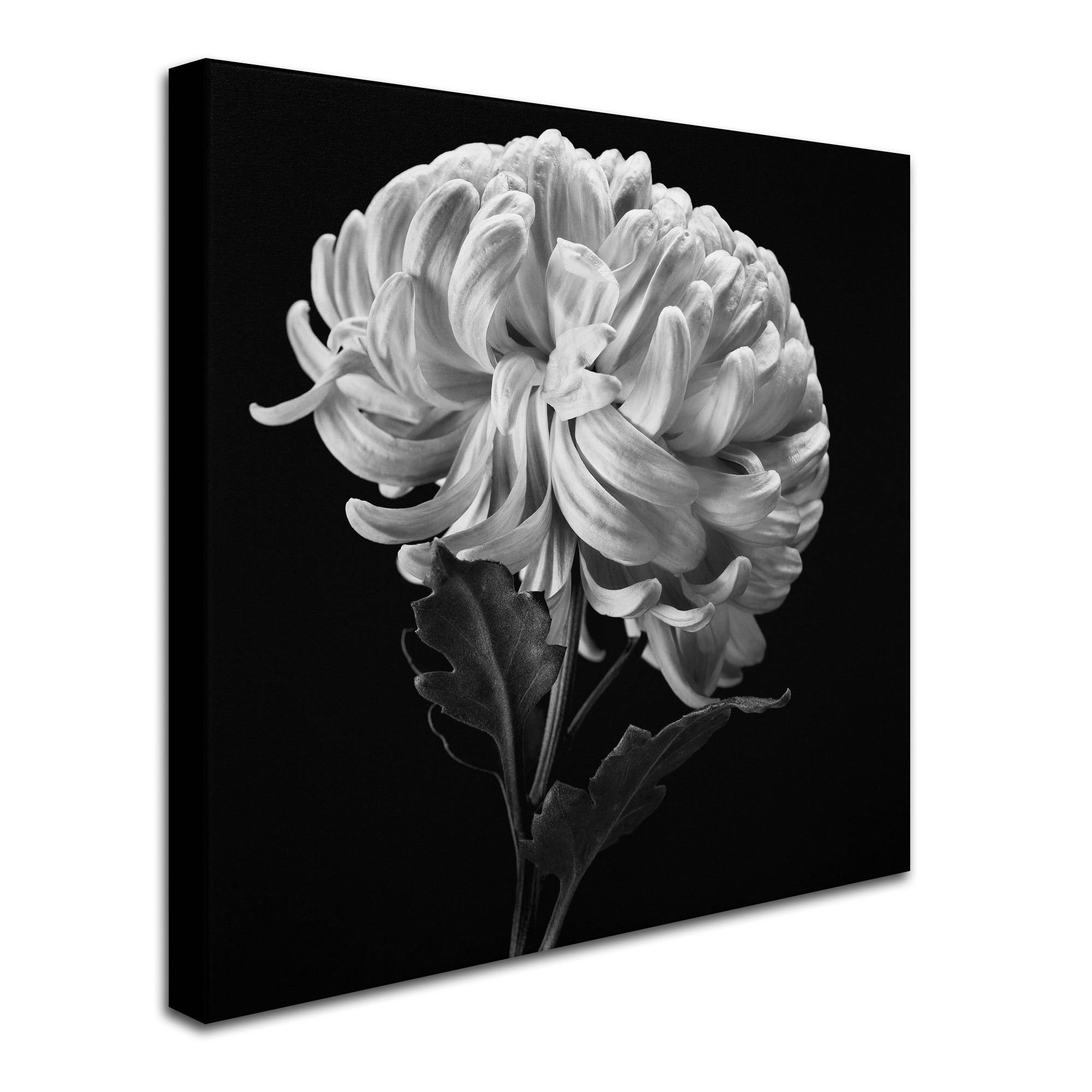 Trademark Fine Art "Mum II" Canvas Art by Michael Harrison