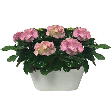 One Floral Valentine's Day 2x0.87qt Hydrangea Plant