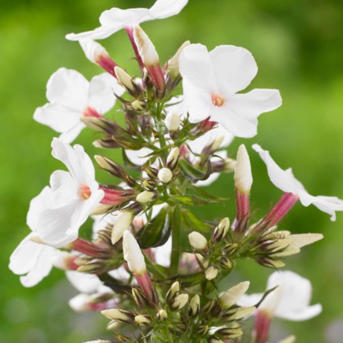 Van Zyverden Tall Phlox Paniculata Popeye Set of 5 Plant Roots White Partial Sun Fragrant 1 lb