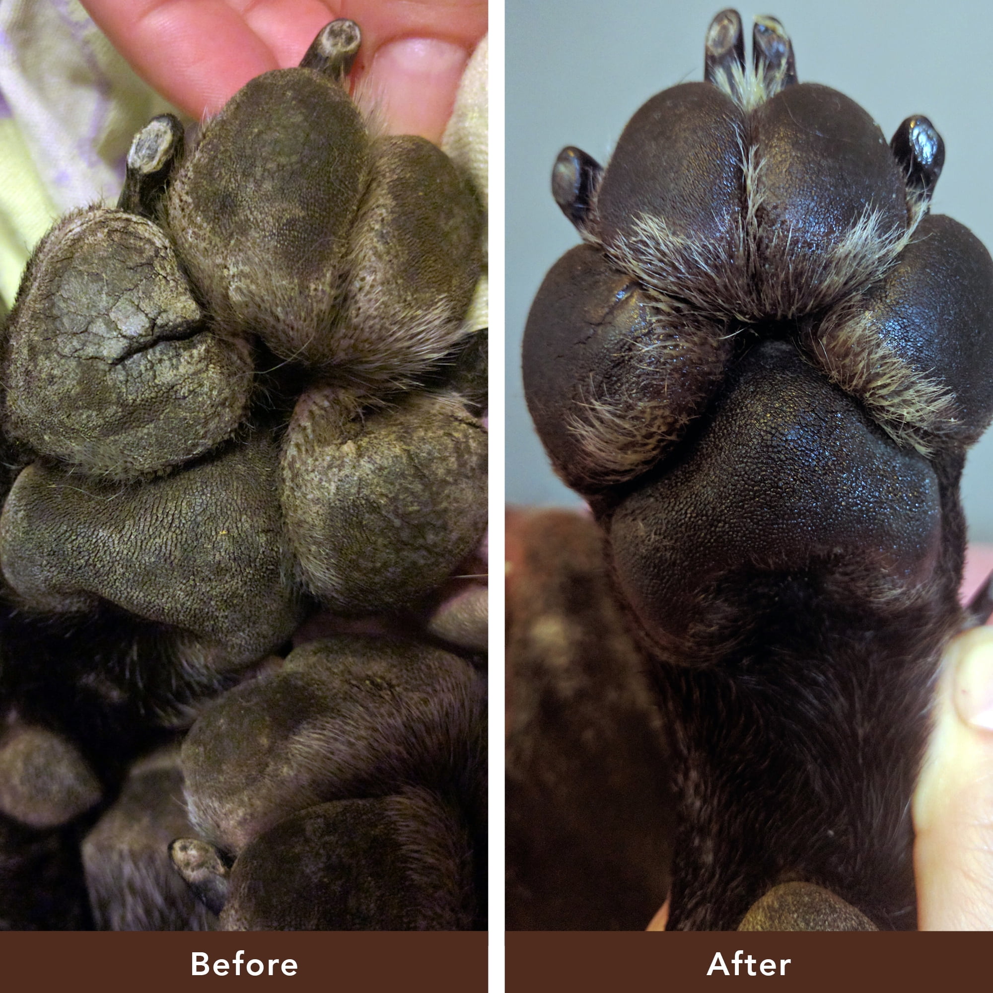 Rough dog paws treatment 2025