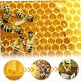 thumbnail image 5 of Hojas de de Abejas 10 Piezas Hojas de Base de de Abejas Base de para Marcos de Abejas Hojas de Panal Natural Hojas de de Abejas, 5 of 5