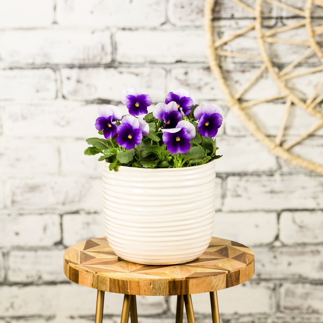 Expert Gardener 4PK Purple and White Viola Live Plants with Grower Planter