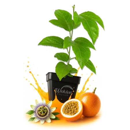 Giant Granadilla Passion Fruit Plant - 1 Live Plant in a 3 Inch Growers Pot - Passiflora Quadrangularis - Edible Fruit Bearing Vine for The Patio and Garden