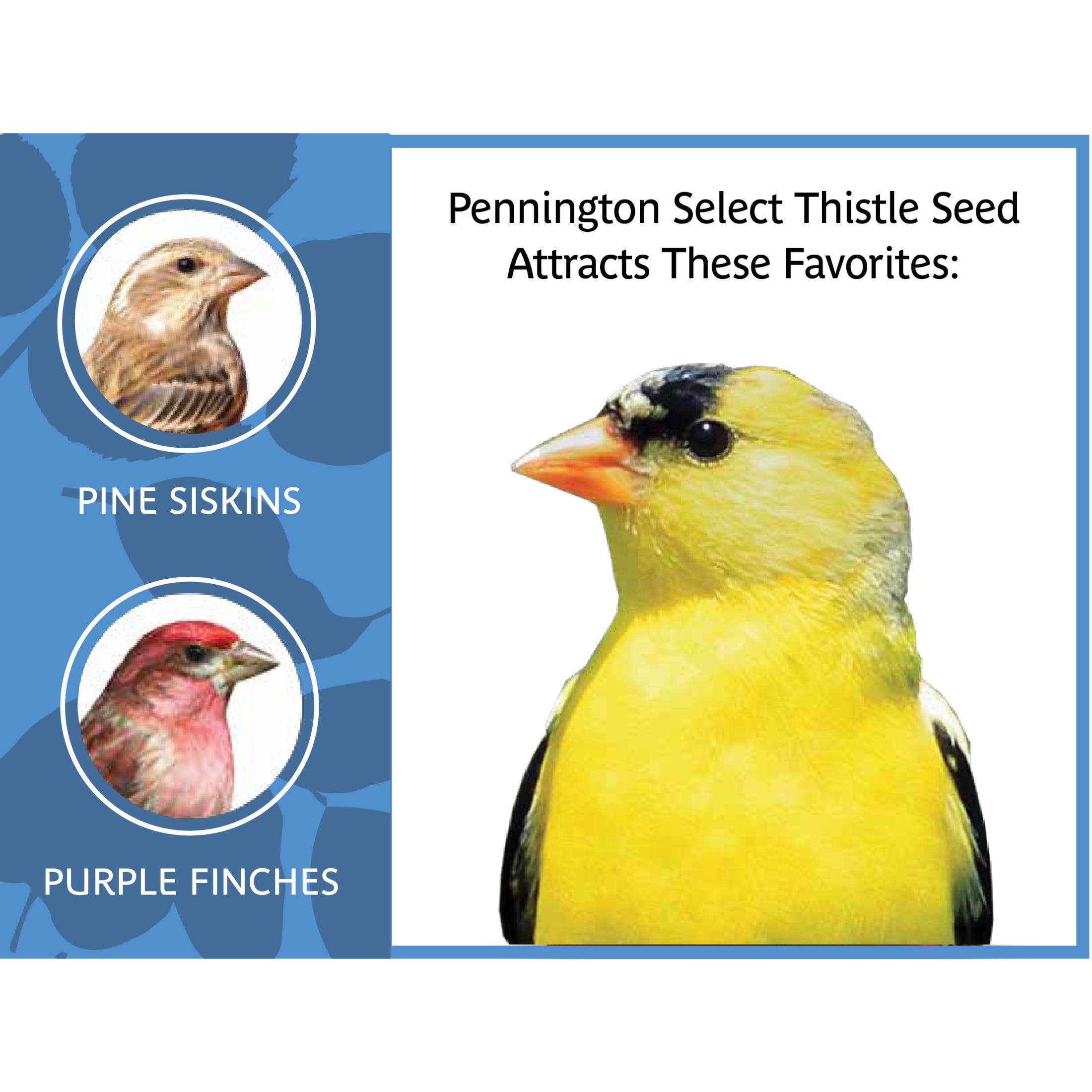 Pennington Select Thistle Seed, Dry Wild Bird Feed and Seed, 10 lb. Bag, 1 Pack