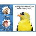 thumbnail image 5 of Pennington Recipe Selects Thistle Seed, Dry Wild Bird Feed and Seed, 10 lb. Bag, 1 Pack, 5 of 10