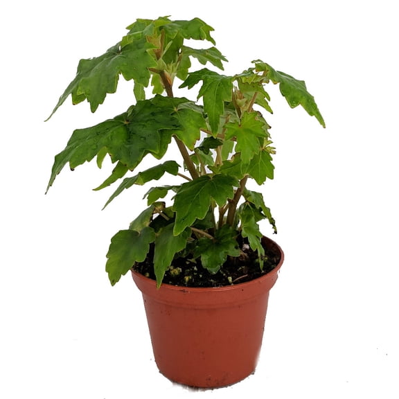 Tweedle Dee Begonia Plant - 2.5" Pot - Terrarium/Fairy Garden/Houseplant/Bonsai