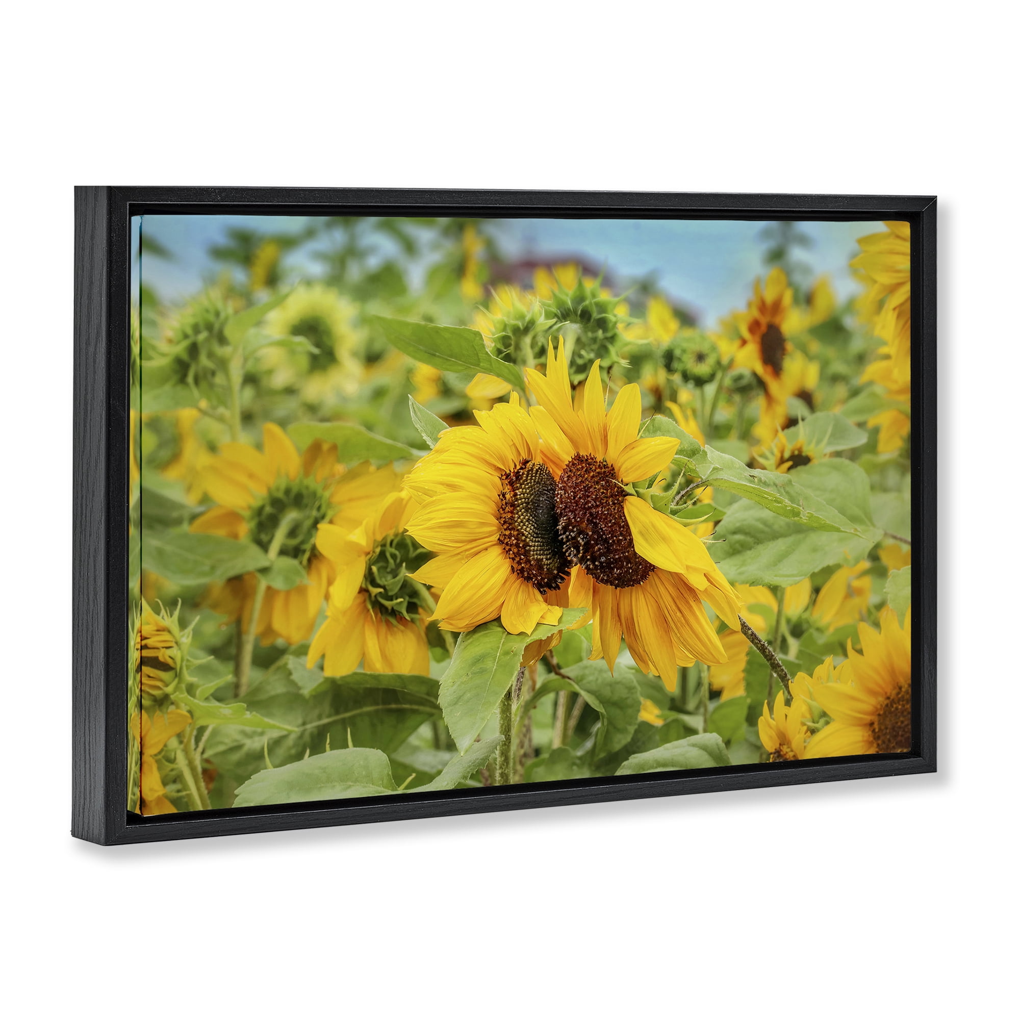 Stupell Industries Sunflower Field Photography Landscape Photography Black Floater Framed Art Print Wall Art, 31 x 21