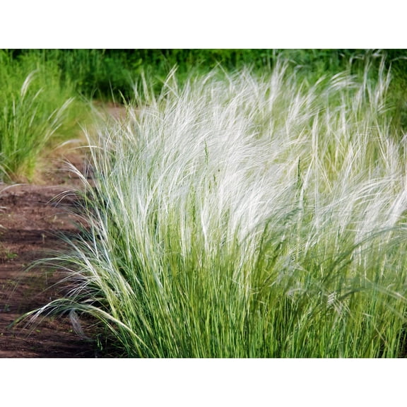 25 * Seeds MEXICAN FEATHER GRASS Pony Tails Ornamental Stipa Tenuissima Seeds Wind Whisp
