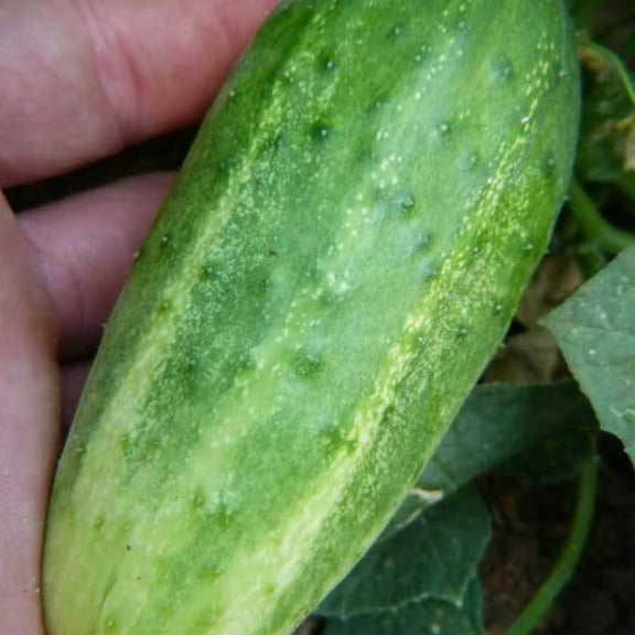 Sustainable Seed Company 30 Arkansas Little Leaf Cucumber Plant Seeds, Non-GMO