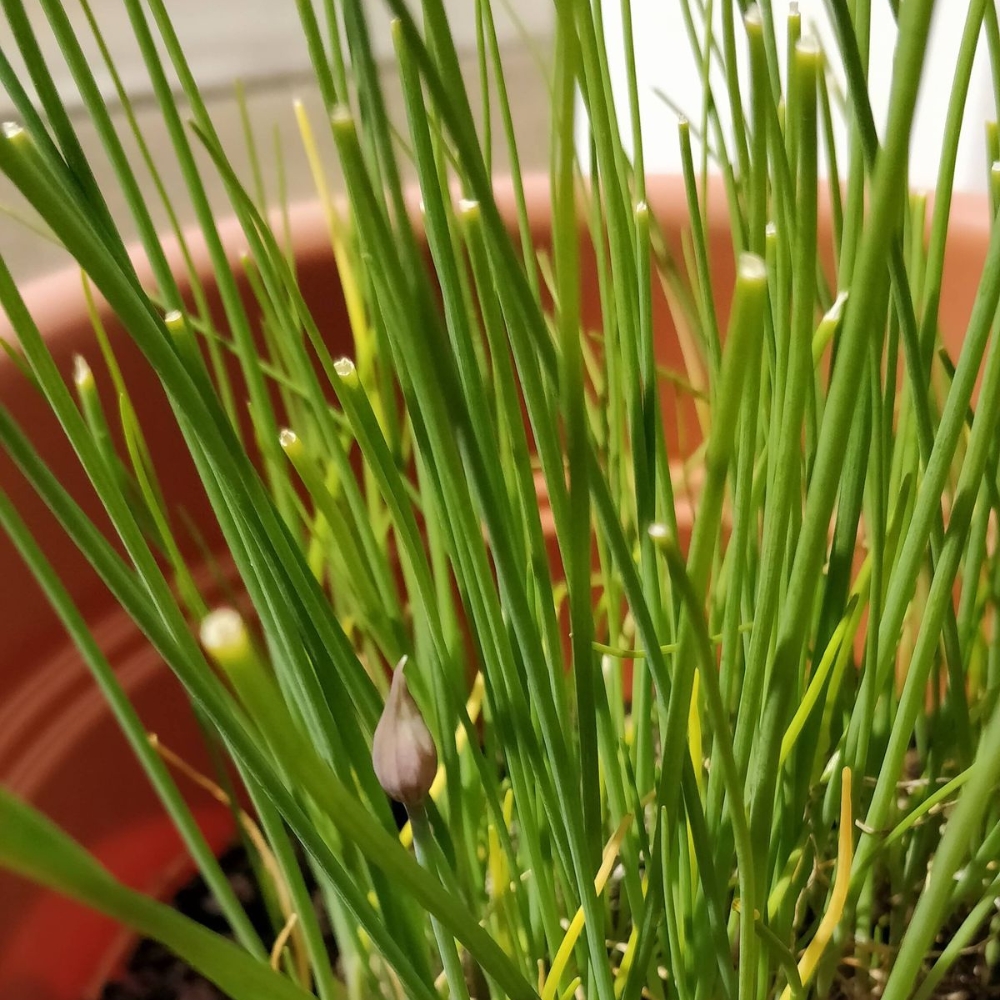 10 Mature Chive Plants Live, Hardy Garlic Chives from 3 to 5 Inch, Outdoor Indoor Planting
