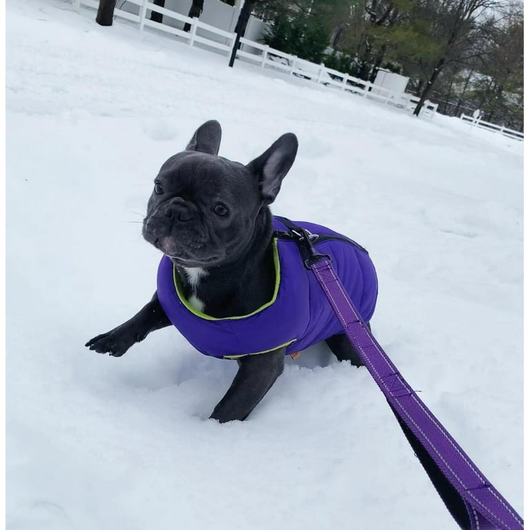 Gooby padded dog clearance vest