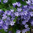 thumbnail image 7 of English Cottage Garden Collection-100 Bulbs Featuring 4 Varieties of Blue, Yellow, Red, White Flowers - Attracts Butterflies, Bees & Hummingbirds, 7 of 7