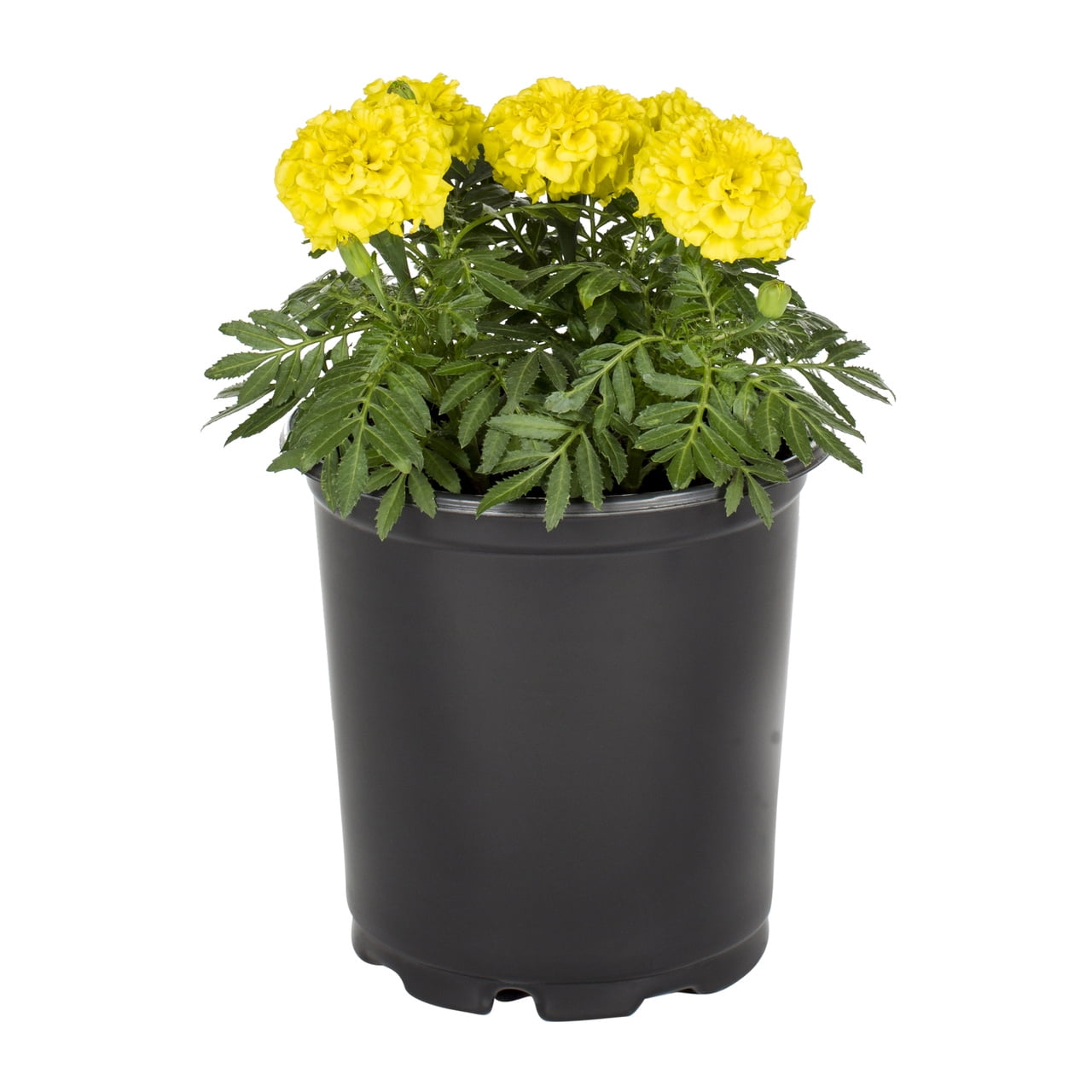 Expert Gardener Yellow Marigold Live Annual Plant, 2QT Grower Pot, 3-Pack
