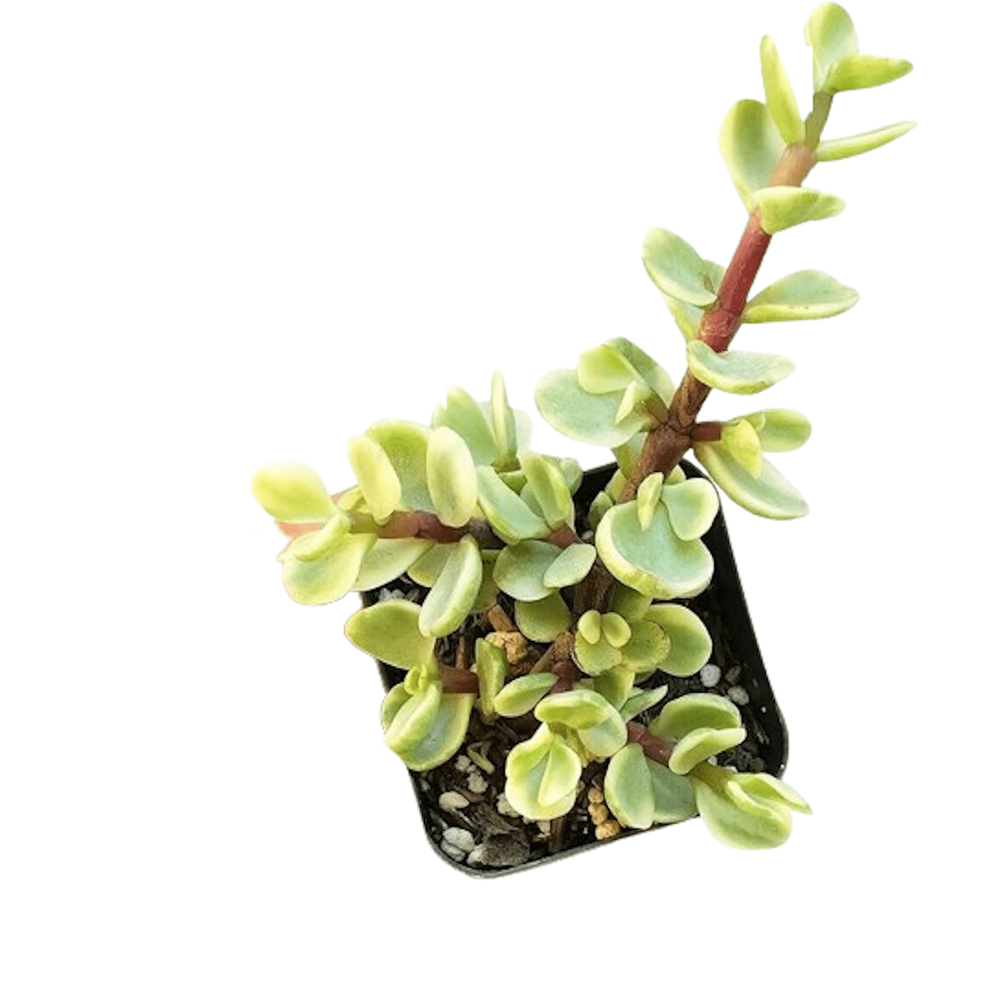 Portulacaria Afra Variegated 'Elephant Bush' Succulent Plant 2 Inch Live Succulent Plants Fully Rooted in Grower Pots, Easy Care House Plant