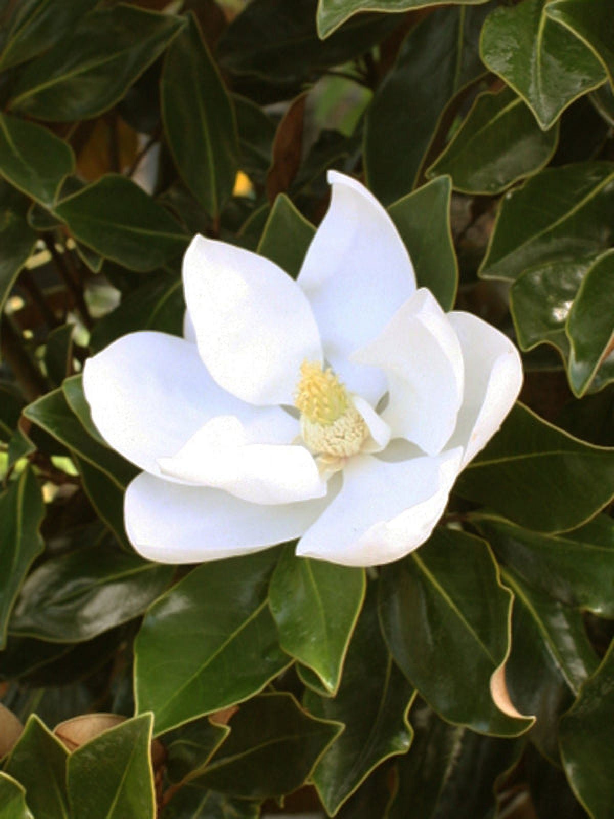 Expert Gardener 3-4 ft tall Little Gem Southern Magnolia Live Tree in 7-Gallon Grower Pot