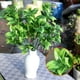 thumbnail image 1 of Hojas artificiales de naranja | Ramas de follaje artificial con frutos para decoración del hogar y arreglos florales, 1 of 7