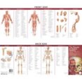 thumbnail image 1 of Anatomical Chart Company's Illustrated Pocket Anatomy: The Muscular & Skeletal Systems Study Guide (Anatomical Chart Company's Illustrated Pocket Anatomy), 1 of 2