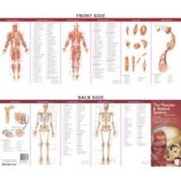Anatomical Chart Company's Illustrated Pocket Anatomy: The Muscular & Skeletal Systems Study Guide (Anatomical Chart Company's Illustrated Pocket Anatomy)