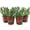 4 Plants, variant on Echeveria Pink Trumpet - Live Starter Plant in a 2 Inch Growers Pot - Rare and Colorful Compact Easy Care Succulent