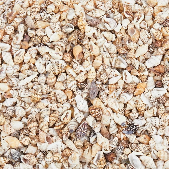 About 1550Pcs Mini Sea Shells Bulk Natural Spiral Sea Shells for Crafting Vase Filler Shells No Hole Seashell Bead Assortment for Home Decorations Beach Theme Party DIY Crafts