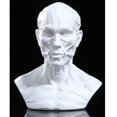 thumbnail image 1 of serony 4" Modèle Humain Anatomie Crâne Muscle Os Modèle Muscle Os Crâne Dessin Blanc2, 1 of 8