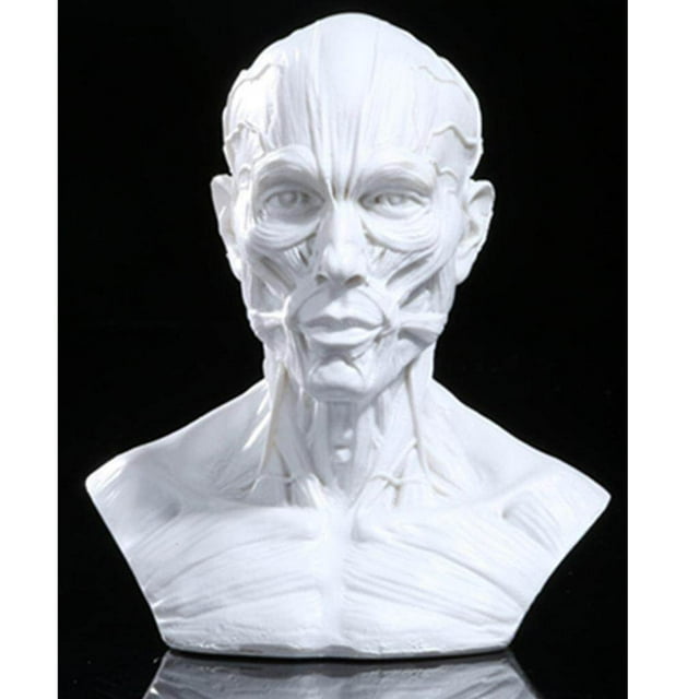 serony 4" Human Model Anatomy Skull Head Muscle Bone Model Muscle Bone Skull Head Drawing White#2