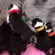 thumbnail image 5 of Collar para cachorro, 15 piezas, collar de identificación ajustable de doble cara, cinturón de identificación suave y reutilizable,, 5 of 5