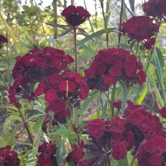GSDWIUEW Sweet William Seeds-Dianthus Barbatus-Reseeds-25 Seeds