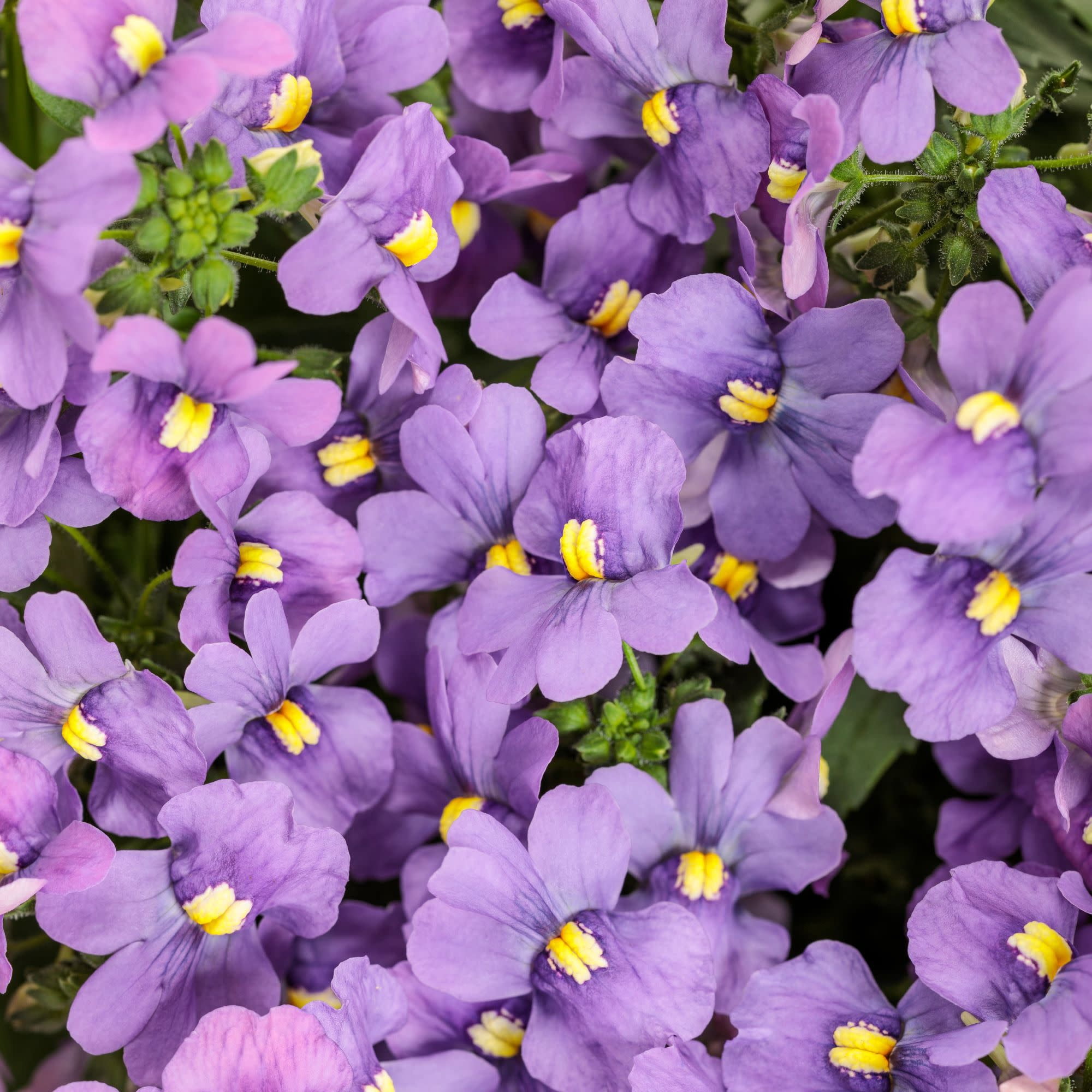 Proven Winners 4" Purple Bluebird Nemesia Live Plant in 4.25" Pot (4 Count)