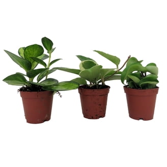 Little Red Head Clumping Bamboo - Fargesia rufa - 4" Pot - RARE - Indoors  or Out - Walmart.com