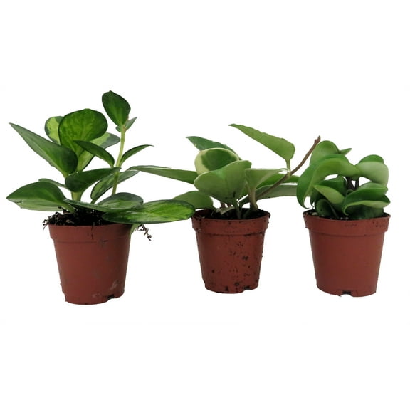 Hoya Assortment - 3 Pack in 2" Pots