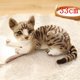 thumbnail image 3 of Muñeco de peluche de gato tumbado para niños, juguete de felpa de la vida Real, regalo de Navidad, accesorios para fotos, decoración del hogar, 3 of 5