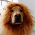 thumbnail image 6 of Funny Pet Headgear Transformative Dog Wig Accessory for Hilarious Dress Up Moments, 6 of 8
